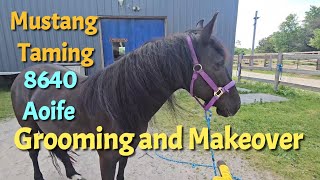 Mustang Makeover  - grooming and clean up, Aoife 8640