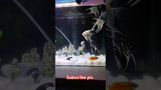 Platinum angelfish and gourami fish tank #shorts #aquariumfish