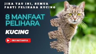 Manfaat pelihara kucing menurut IsIam