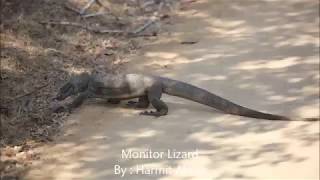 Monitor Lizard in action! Why are the tongue's forked??