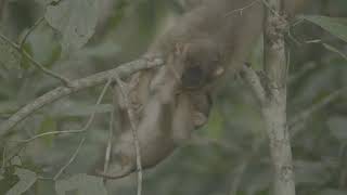 These baby Macaque monkeys will have you smiling from ear to ear.