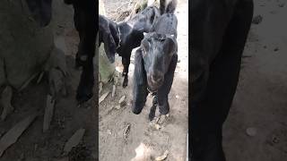 Viallge Goat srhot Video, Cute Baby Goat