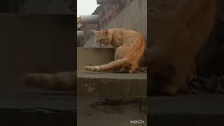 #youtubeshorts #cat #viral #shortvideos #shorts #short #ytshorts #trending #animals #shortsvideo