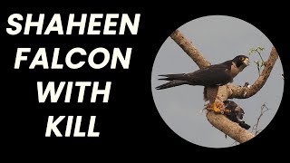 Shaheen Falcon with kill | 🇮🇳