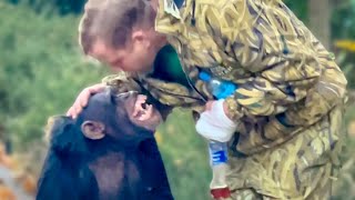 Это видео УДИВИТ ВАС! Вот  так переводят ГРОЗНОГО ШИМПАНЗЕ без всякого усыпления, ГЛАВНОЕ ЛЮБОВЬ!