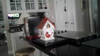 Cardinal cookie jar 90 video