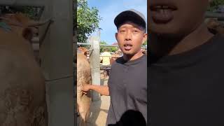 #pasarsapi #sapi #sapijumbo #shortvideo #sapijumbo2023 #kambing #kambingetawa #shortsvideo