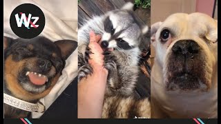 FUNNIEST ANIMALS TIKTOK [3Min TikTok]