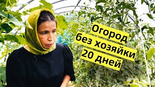 Конец июля в парке-огороде