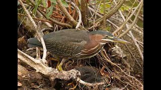 GREEN HERON HORN POND 2109 SAT. AUG. 31,  2024  3693 3718