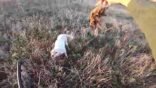 Upland Game Bird (Quail) Hunting In Greece, w/ Stergios Tzilias (Στέργιος Τζίλιας) V466