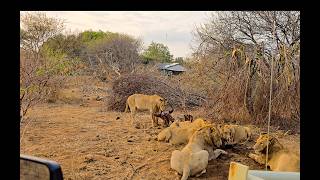 The Giraffe Pride Inhale A Buffalo | Buffalo Kill outside my house