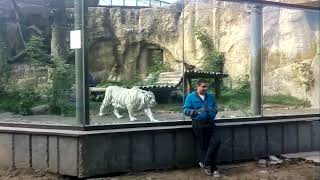 🔥lion zoo attack glass|| amazing vedio ||😉