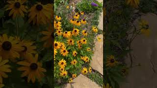 Black-Eyed Susan