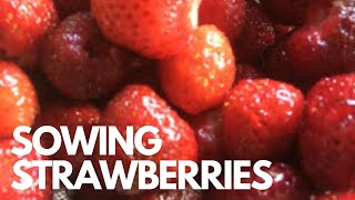 How to sow strawberries from seed