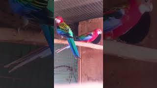 Husan Tera Tauba Tauba#birds #rosella parrot vlogs very beautiful😍❤