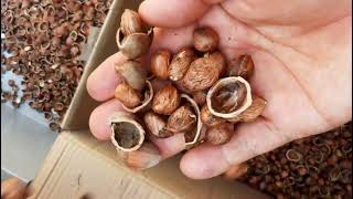 Hazelnut Cracking Shelling Machine