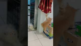 Kucing TIKTOK !! 😂tolong!! Chester nyangkut😂