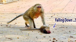 O_M_G!, Mommy Monkey Har-dly To S.a.v.e Her P.o.o.r Baby Falling--Down || Very P.i.t.y Him So Much