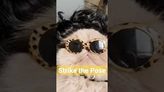 My Cat " Strike the Pose" Mi Lindo Gatito