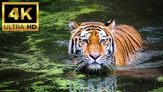 Ultimate Wild Animals Collection in 4K ULTRA HD