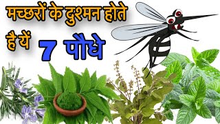 7 Best Mosquito Repellent Plants || मच्छरों के जानी दुश्मन होते है यें पौधे, इससे भागते है कोसो दूर