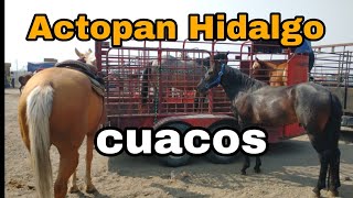 CABALLOS ACTOPAN HIDALGO / plaza ganadera o mercado de animales