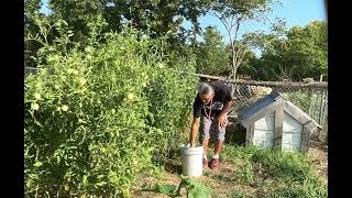 Deep in the tomato beds getting ready for market