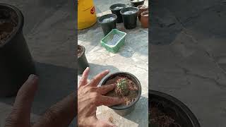 cactus plants propagation