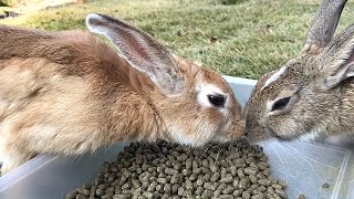 Rabbits that beat their opponents with spirit