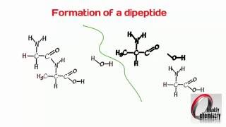 Amino Acids 4. Formation of a Dipeptide.