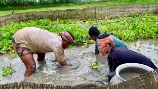 আজ বিলে তিন জনে বানা বের দিয়ে এত মাছ পাব ভাবিনি।new village fishing videos in Bangladesh 2024.