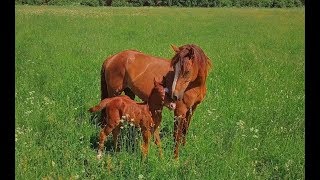 Калининградские мустанги - The Russian mustangs - Trailer 2019