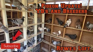 Pigeons Pigeons and More Pigeons YB’s & Breeders