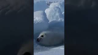 Filhote foca @CrisSunLife #focas   #snow #winter