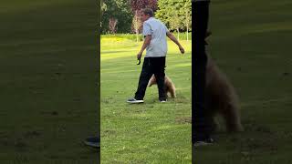 Ang ganda ng aso at mabait naglalaro sa park #viral  #viralvideo  #viralshorts  #dog  #doglover