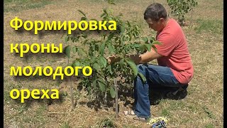 Формировка кроны молодого ореха