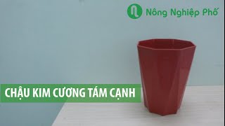 Chậu Kim Cương 8 Cạnh | nongnghieppho.vn