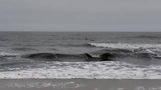 Following pelicans down the beach