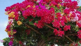 Bougainvillea Rainbow Tree