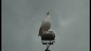 Butlins Seagulls Aug 2015