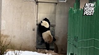 Human-like panda banging on door is 'definitely a person dressed up'