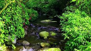 Relaxing River Sounds Mountain Stream Waterfall Gentle Stream for sleep/ study/ insomnia/ meditation