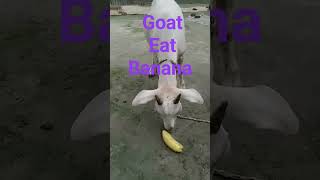 When our goat eat banana#youtubeshorts #youtube #shorts #shortvideo #banana