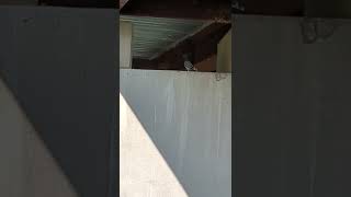 Feral pigeon checks if bridge is structurally sound