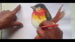 How to Paint Colourful Bird with Postal Colour / Tutorial for starters in Arts & Crafts/NATUREDOTCOM