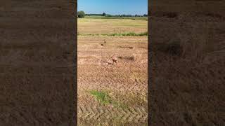 Sarna z młodym | female deer goat with baby 2023 #drone #wildlife #animals