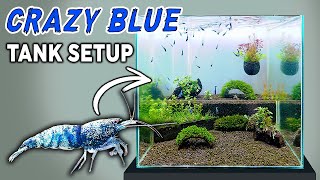 New Tank Setup for EXOTIC Caridina Shrimp (Step by Step with Mini Aquascape)