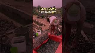 tetap tenang walaupun nyortir lele di akhir bulan #lele #lelebarokah #sortirlele