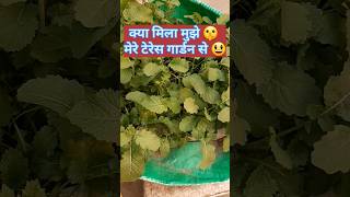 Harvesting of Vegetables from My Terrace Garden | Rooftop Garden | #trending #shorts #garden